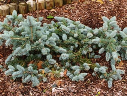 prostrata