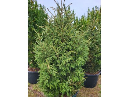 Picea orientalis Gracilis Compacta