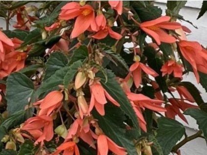 Begonie Bertinii 'San Francisco'