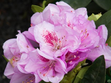 Rhododendron Libín2