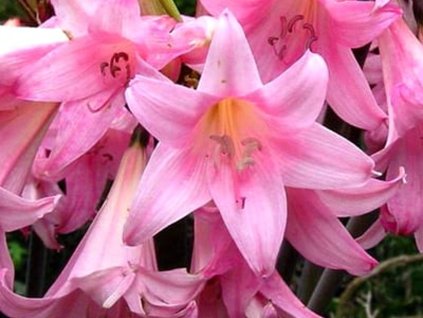 Amarylis 'Belladonna' Pink