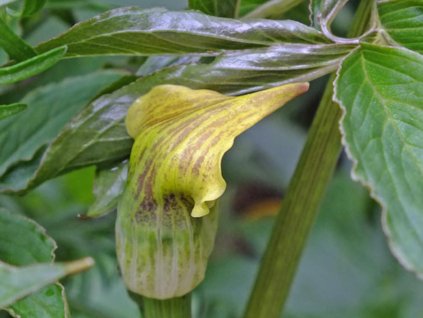 Arisaema flavum