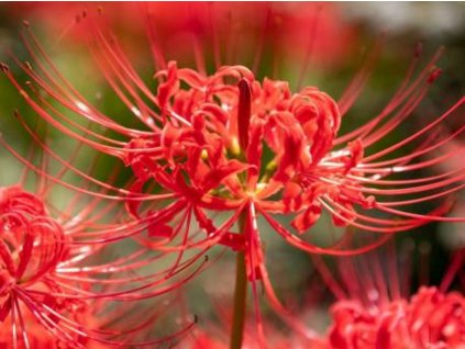 Lycoris radiata - Pavoučí lilie červená