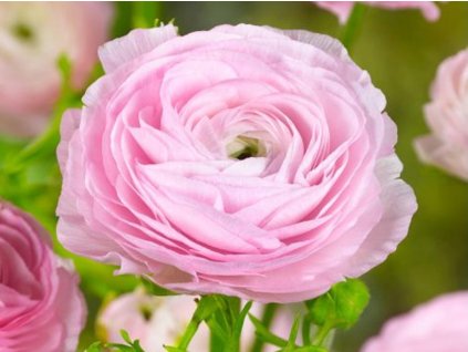 pink 9