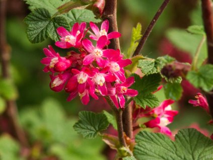 Ribes Amore2