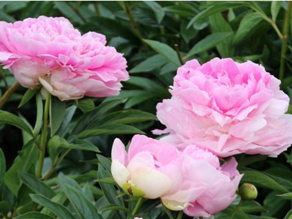 pink giant