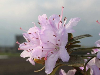 Rododendron obtížený 'Moerheim'