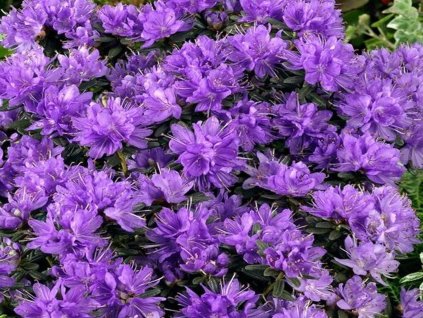 purple pilow