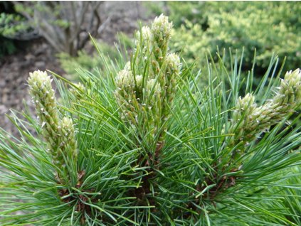 Borovice rumelská 'Bitola'