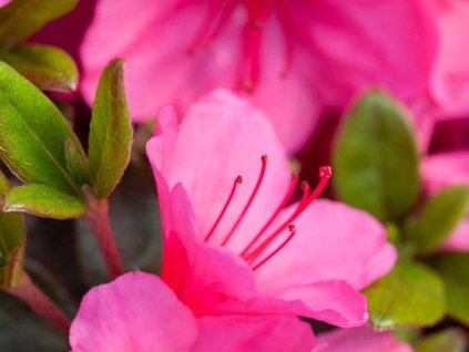 Japonská azalka 'Conny'