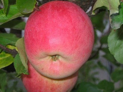 Jabloň 'Melodie'