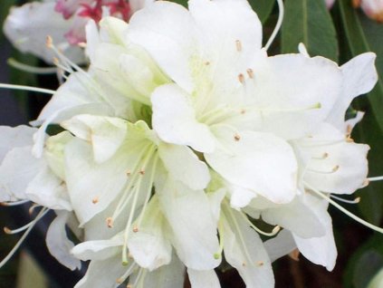 pale