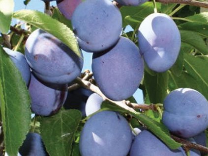 Švestka 'French Prune'