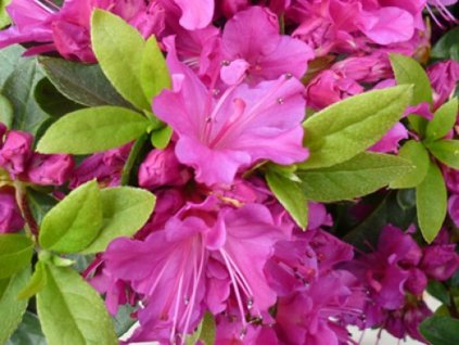violeta 2