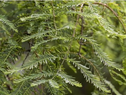Metasequoia glyptostroboides 1020x1120 proportionalexact