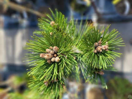 Pinus heldreichii 'Thesaloniki nr.1' (4)
