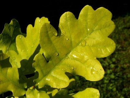 ceculata