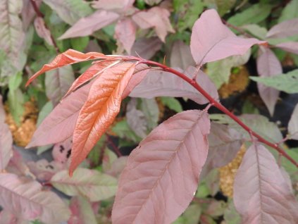 rubra