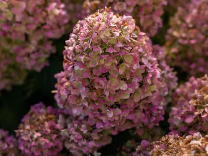 Hortenzie latnatá Little Hottie 'Bailpanone' PBR
