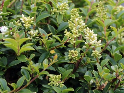 ligustrum 6