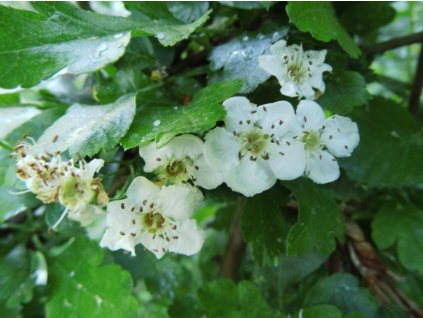 Hloh jednosemenný 'Xanthocarpa'