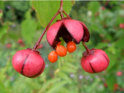 euonymus oxyphyllus 4070073802
