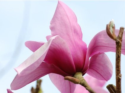 Prodej Magnolii () Prodej Magnolii