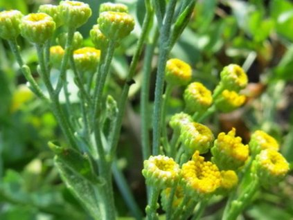 basmata major