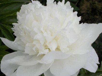 white towers 1