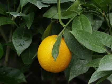 Pomerančovník 'Morita'