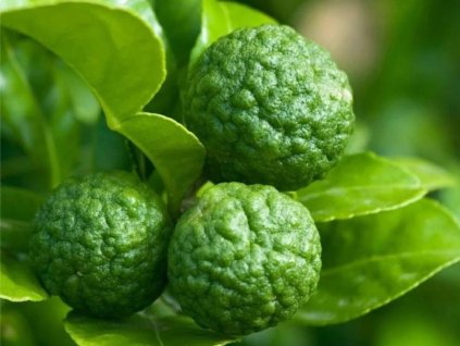 Mauricijská Papeda - kafrová limetka