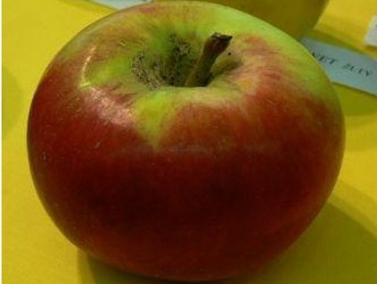 Jabloň 'Berlepschova Reneta'