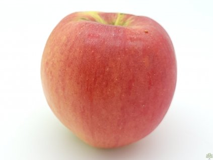 Jabloň 'Růžena Bláhová' (Balení prostokořenný stromek, Podnož semenáč, Tvar a výška Vysokokmen)