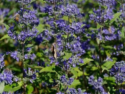 Ořechokřídlec klandonský 'Emerald Crest'