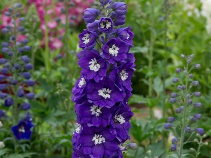 Ostrožka 'Magic Fountains Dark Blue White Bee' - Delphinium 'Magic Fountains Dark Blue White Bee'