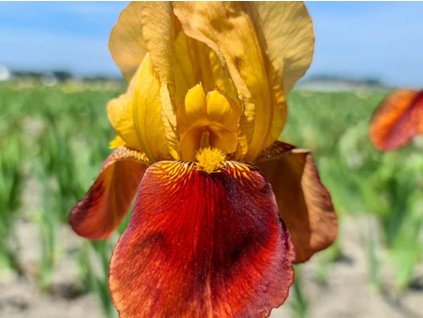 Kosatec německý 'Caligula' - Iris germanica 'Caligula'