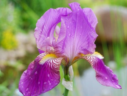 Kosatec německý 'Imperator' - Iris germanica 'Imperator'
