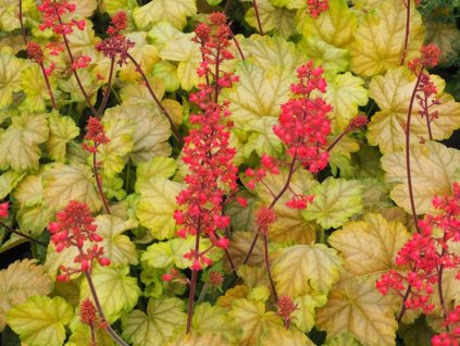 Dlužicha 'Tokyo' - Heuchera 'Tokyo'