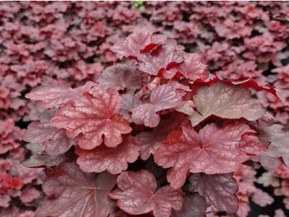 Dlužicha villosa 'Carnival Burgundy Blast' - Heuchera villosa 'Carnival Burgundy Blast'