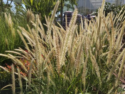 Pennisetum Fairy Tails (1)