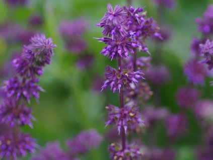 salvia verticillata purple rain bc reservoir15 11 6 22c e2a96d3e51