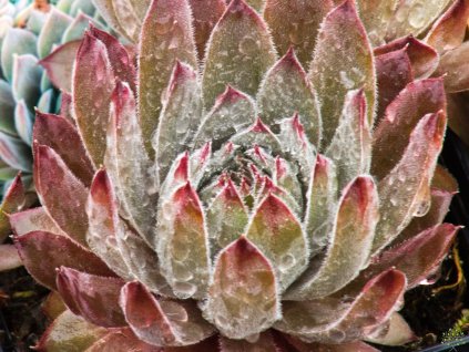 Sempervivum Aquila