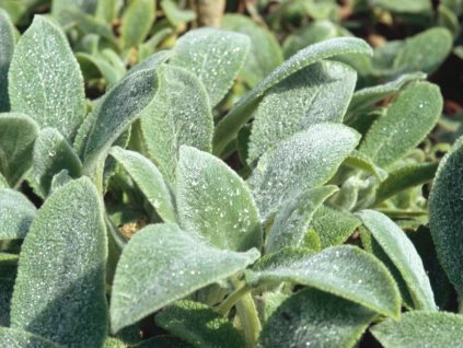 Čistec vlnatý 'Silver Carpet' - Stachys bysantina 'Silver Carpet'