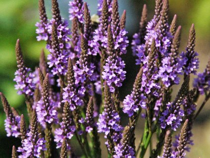 Verbena šípová - Verbena hastata