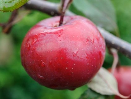Jabloň 'Paula Red'