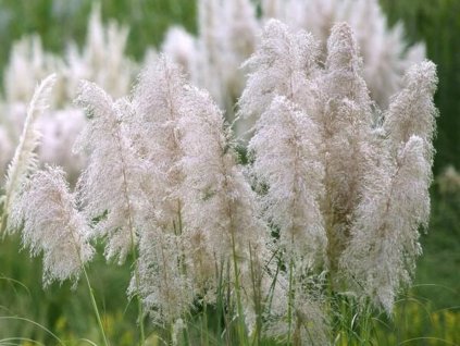silver pampas