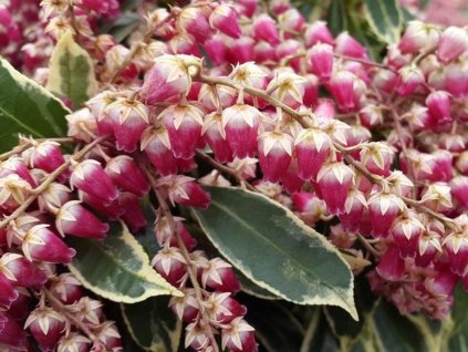 pieris ralto 1548358369 n