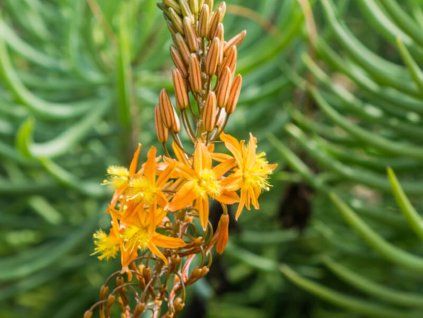 bulbine