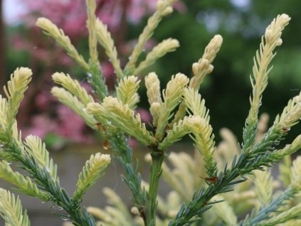 adpressa
