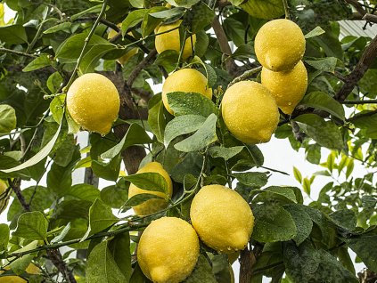 Citrus 'Rifiorente Sarde'